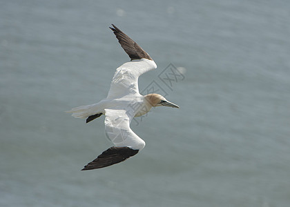 Gannet 正在飞行的海鸟海洋航班桑树动物眼睛英语羽毛账单海岸线沿海图片