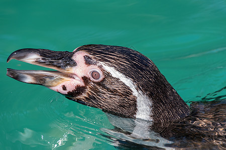 近视洪堡企鹅头部白色背景黑色荒野企鹅野生动物动物游泳海洋蓝色图片