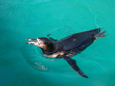洪堡企鹅在水中游泳荒野海洋黑色动物白色野生动物背景蓝色图片