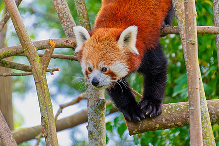 红熊猫爬树富根荒野毛皮绿色竹子森林白色哺乳动物动物园野生动物图片