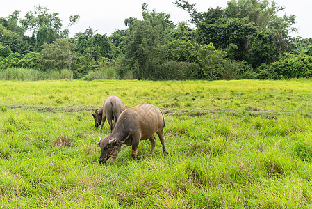 泰国水牛在农村绿草地放牧 田间食物环境农场领域男性农业动物哺乳动物公园喇叭图片