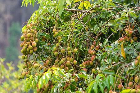树上挂着的柳叶果实绿色花园热带植物水果荔枝异国红色粉色食物图片