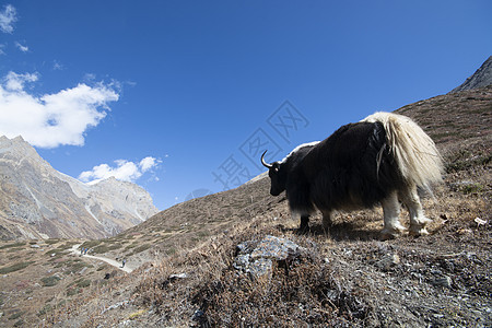 山上高高姿态动物 自然景观图象背景图片