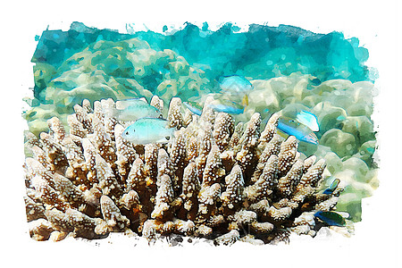 海水洋底的海洋生物绘画生活艺术品海上生活水彩海洋插图背景图片
