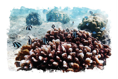 海水洋底的海洋生物水彩艺术品海上生活绘画海洋生活插图背景图片