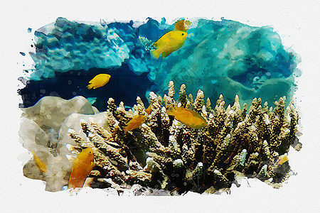 海水洋底的海洋生物艺术品生活海洋海上生活绘画水彩插图背景图片