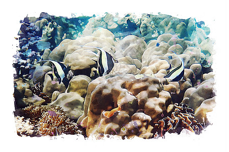 海水洋底的海洋生物水彩生活插图海洋海上生活绘画艺术品背景图片