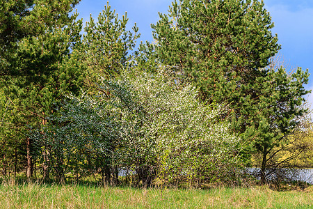 春季带花的樱桃树水果公园植物花园天空绿色蓝色森林季节环境图片