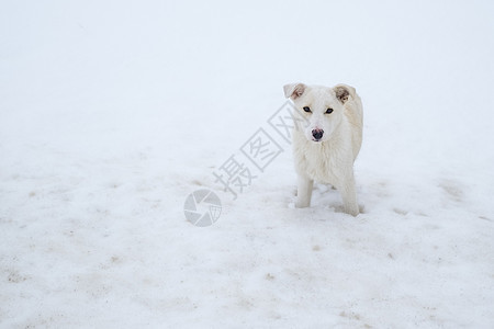 一只白狗在雪中图片