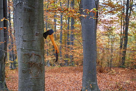 一个斧子卡在秋林的树桩上图片
