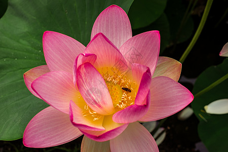 湖边的埃及莲花百合花园叶子热带植物学荷花池塘核桃属植物群植物背景图片