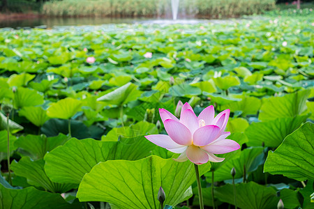 湖边的埃及莲花热带花瓣池塘植物学花园百合植物群植物核桃属叶子背景图片