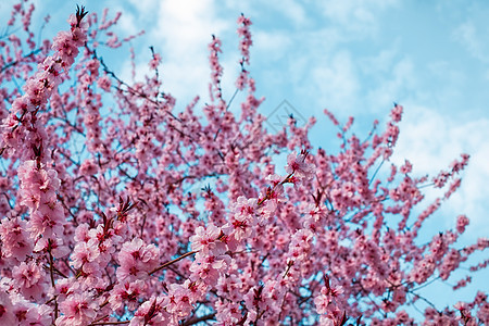 春月时粉红花朵开花桃树宏观樱花植物群园艺香气蓝色花瓣花园天空果园图片