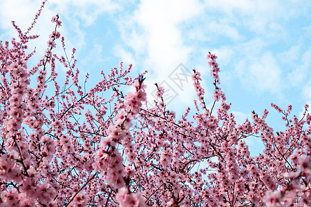 春月时粉红花朵开花桃树叶子季节蓝色宏观植物学植物群果园天空生长园艺图片