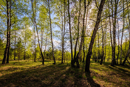 伯奇森林春天有年轻的叶子公园野生动物场景树干树木日落环境太阳植物生活图片