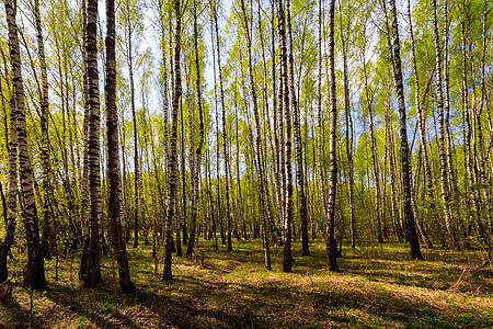 在阳光明媚的春天 伯奇森林叶子木头季节场景生活环境蓝色树干树林天空图片