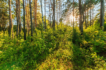 夏季松林中美丽的日落景色 树木和草草季节横梁森林松树绿色阴影植物群植物阳光公园图片