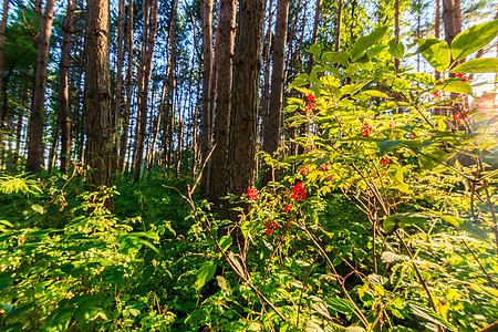 夏季松林中美丽的日落景色 树木和草草阴影松树横梁植物公园植物群绿色阳光森林季节图片