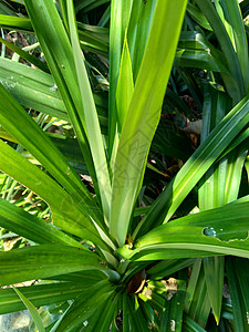 印度尼西亚语称为 具有天然背景宏观草地食物迷迭香生长植物植物群石蒜农场热带图片