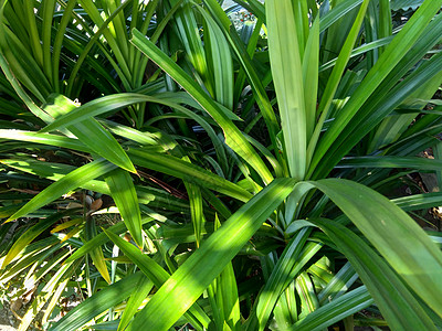 印度尼西亚语称为 具有天然背景迷迭香植物香气草地蔬菜场地植物群花园宏观石蒜图片