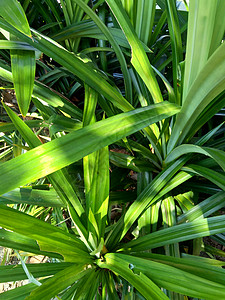 印度尼西亚语称为 具有天然背景叶子场地植物群宏观食物植物迷迭香热带环境香气图片