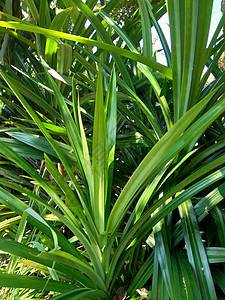 印度尼西亚语称为 具有天然背景环境食物草地石蒜场地植物群宏观香气迷迭香叶子图片