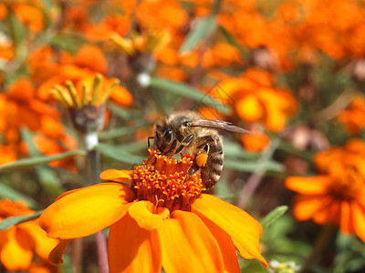 近距离特写蜜蜂收集橙色辛尼亚花粉的花粉橙子花朵翅膀阳光蜂蜜花园眼睛紫色工作荒野图片