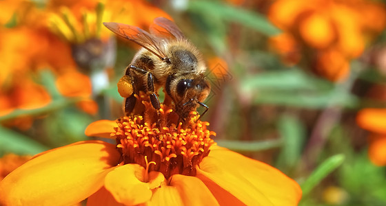 近距离特写蜜蜂收集橙色辛尼亚花粉的花粉花朵橙子蜂蜜花瓣昆虫花蜜工作团队花坛草地图片