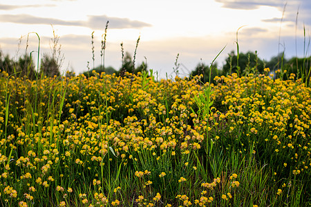 夏季的黄青花朵繁衍阳光草坪季节植物群宏观黄色植物日落场地草地图片