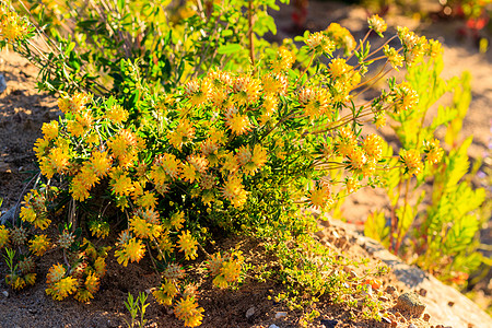 夏季的黄青花朵繁衍植物群场地金子花园季节日落叶子绿色植物阳光图片