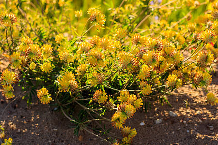 夏季的黄青花朵繁衍黄色阳光植物植物群叶子绿色草地日落宏观花园图片