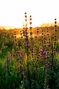 日落时闪耀的朝圣池塘草地草本植物环境植物花朵晴天紫色生长季节图片