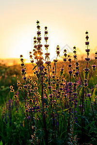 日落时闪耀的朝圣草本植物季节紫色花朵草地环境植物晴天生长荒野图片