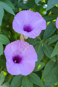 黑紫色花朵近距离接近 粉红色花朵 O生长荣耀藤蔓花园花瓣植物群植物季节爬行者番薯图片