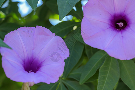 黑紫色花朵近距离接近 粉红色花朵 O登山者荒野季节花瓣叶子环境荣耀宏观热带藤蔓图片