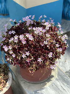 仔细看看锅里粉红色的花朵黏土建筑学脚步住宅植物楼梯房子装饰园艺石头图片