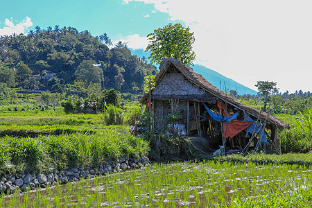 位于有屋顶的田地上生态友好型部落棚茅草场地房子面料农民稻草旅行全景建筑学庇护所图片