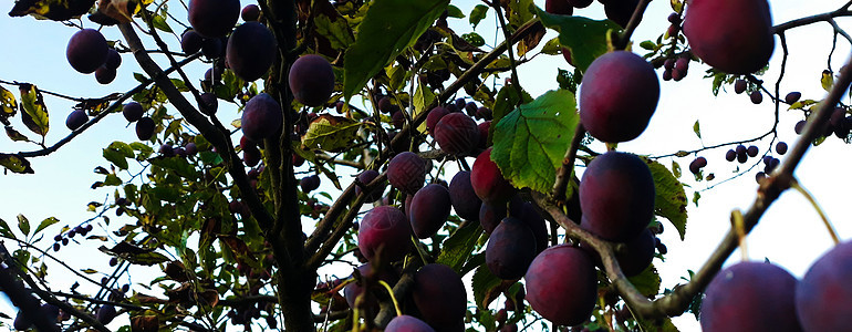 树枝上的梅花横幅 不同的视角 李子树 梅花枝 成熟的李子果实 李子果实背景图片