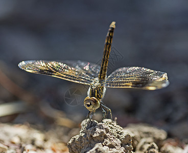 关于在石头上游翔滑翔的 细小细节翼展翅膀土壤宏观腹部农村环境荒野胸部昆虫图片