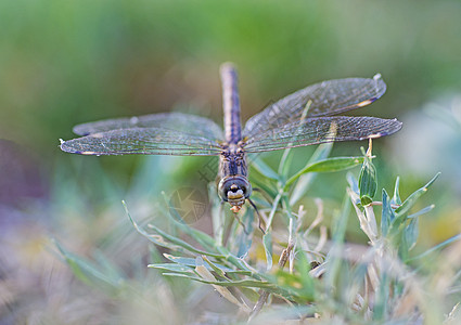 在草叶上游翔的滑翔苍蝇 近距离详细报道条纹环境野生动物昆虫植物草地地面场地胸部腹部图片