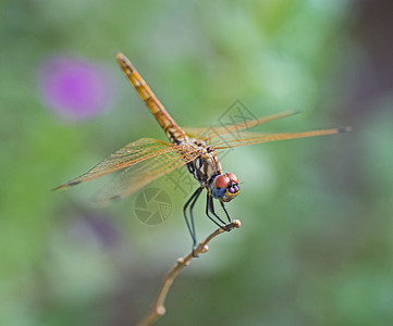 植物尾跟踪上的红眼龙尾的紧贴细节草地宏观腹部昆虫胸部动物群花园环境翼展荒野图片