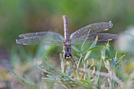 在草叶上游翔的滑翔苍蝇 近距离详细报道地面黑色花园草地野生动物翅膀翼展农村蜻蜓昆虫图片