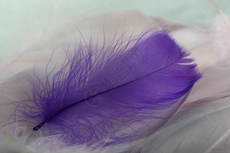 躺在紫罗兰色羽毛的宏观视图白色粉色工作室羽化紫色水平图片