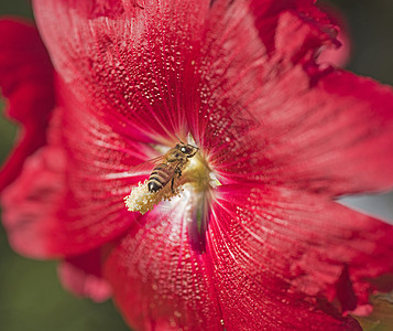 用蜜蜂的红色花朵 和蜜蜂接合图片
