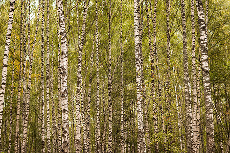 秋初的伯奇森林绿色季节植物叶子公园环境树林木头场景树干图片