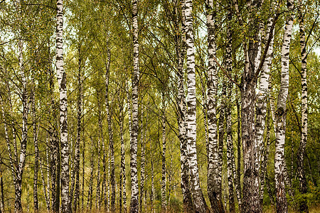 秋初的伯奇森林白色木头树林绿色树干场景叶子植物公园环境图片