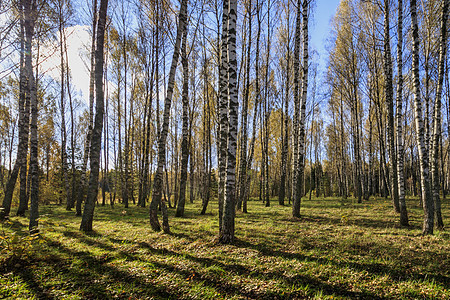 伯奇森林在明亮的秋天旅行植物木头公园季节蓝色太阳树叶环境天空图片