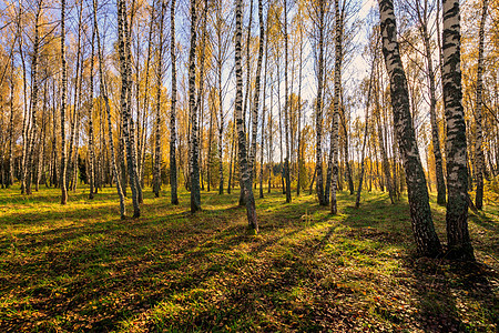 伯奇森林在明亮的秋天天空蓝色树叶环境季节旅行木头公园风景树木图片