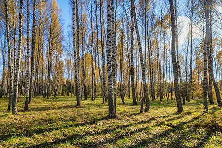 伯奇森林在明亮的秋天太阳风景松树木头季节植物蓝色阴影公园场景图片