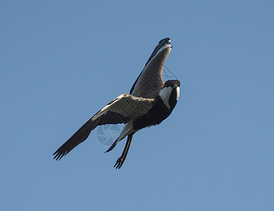 正在飞行的弯翼长腿野鸟行动荒野羽毛动物黑与白自然天空航班蓝色爪子图片